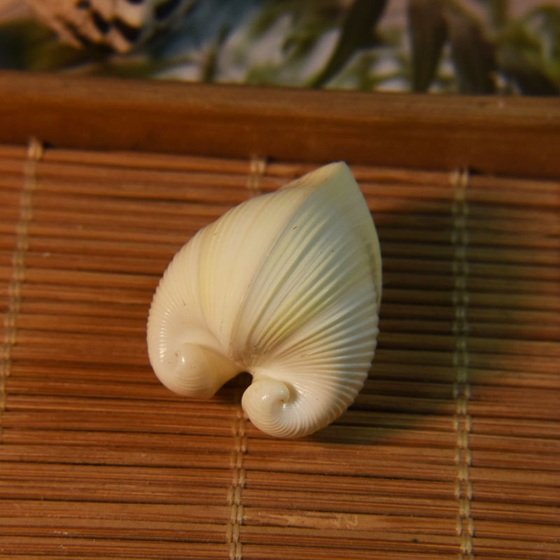 Doğal Kardiyum cardissa Kabuğu - Marine Aquarium & Regional Centre Reviews incelemesi ve fiyatı