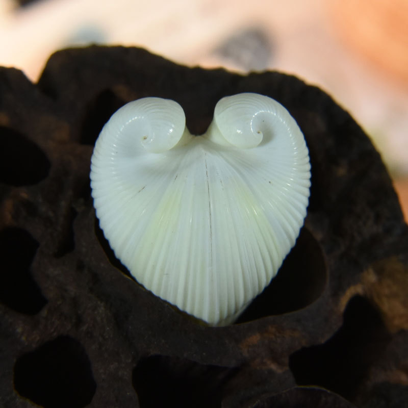 Doğal Kardiyum cardissa Kabuğu - Marine Aquarium & Regional Centre Reviews incelemesi ve fiyatı